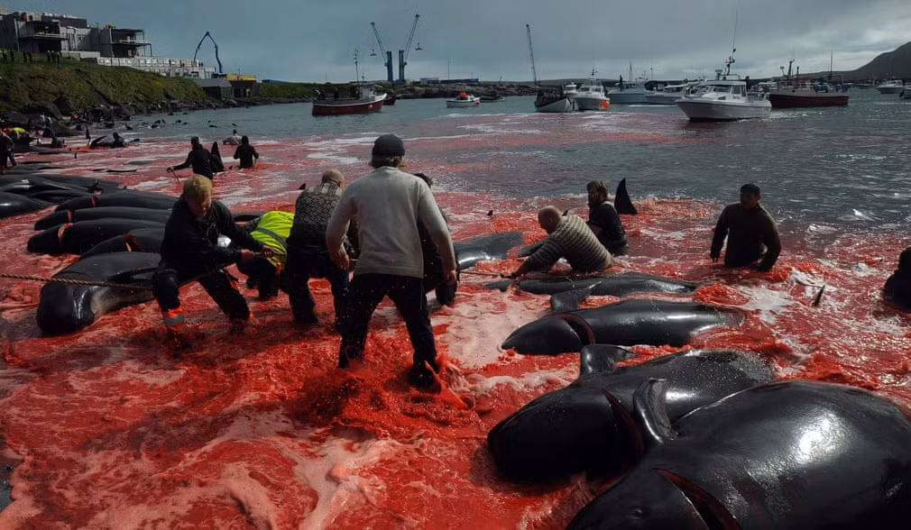 Cảnh tượng săn cá voi ở thị trấn Torshavn, quần đảo Faroe. (Nguồn Guardian)