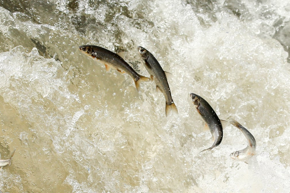 Cá nhảy ngược dòng nước trên hồ Van ở Thổ Nhĩ Kỳ. (Nguồn Guardian)