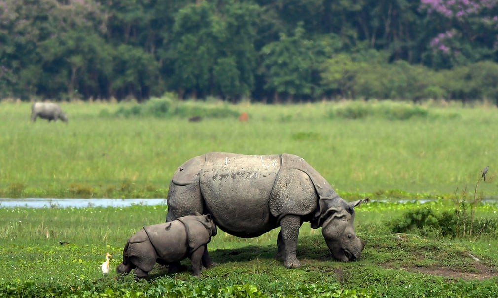 Tê giác con bú sữa mẹ trong khu bảo tồn động vật hoang dã Pobitora ở Morigaon, Assam, Ấn Độ. (Nguồn Guardian)
