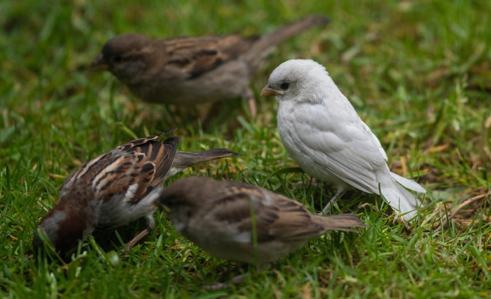 Chim sẻ bạch tạng kiếm ăn cùng bầy đàn trên đồng cỏ ở Scotland. (Nguồn Guardian)