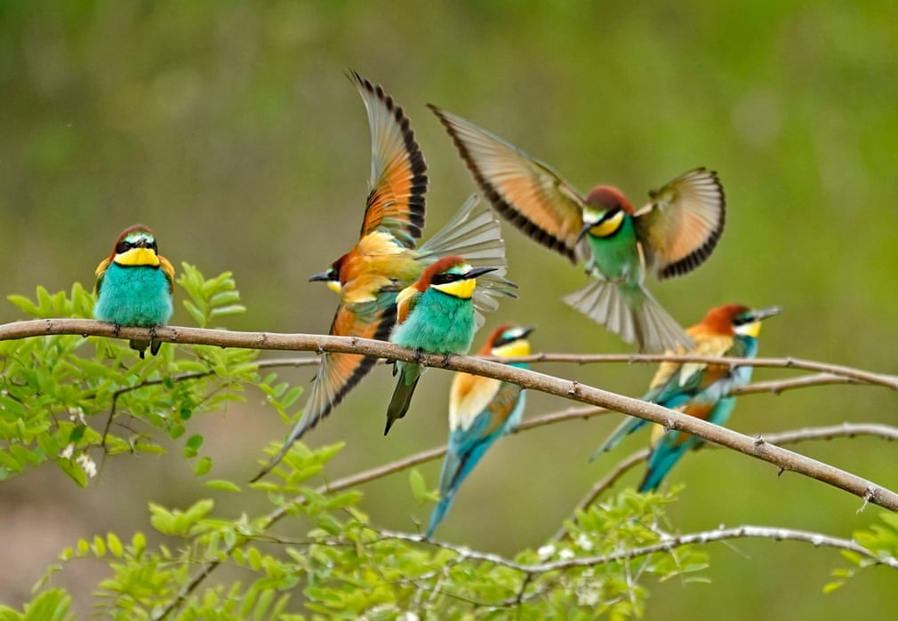 Đàn chim ăn ong đậu trên cành cây ở thành phố Lambsheim, Đức. (Nguồn Guardian)