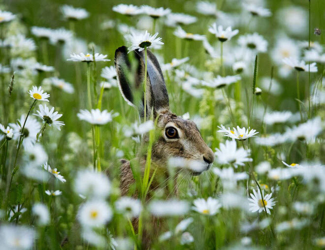 Thỏ rừng đứng trên cánh đồng hoa cúc ở thành phố Frankfurt, Đức. (Nguồn Guardian)