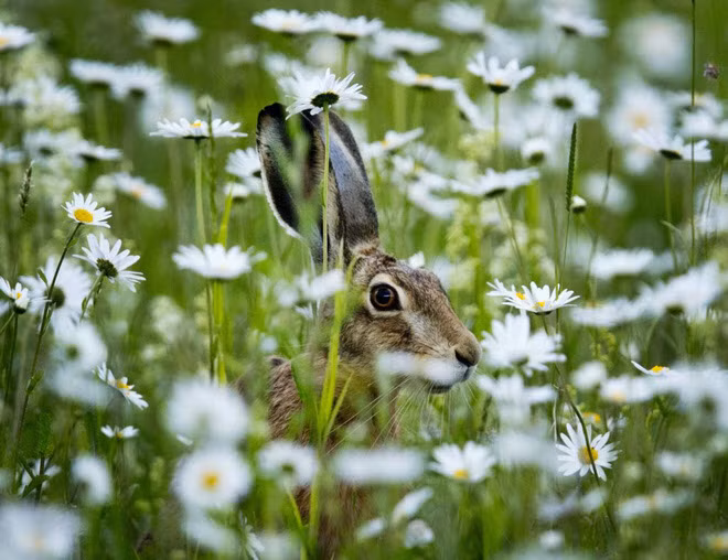 Thỏ rừng đứng trên cánh đồng hoa cúc ở thành phố Frankfurt, Đức. (Nguồn Guardian)