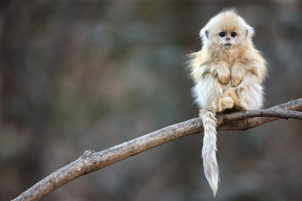 Voọc mũi hếch trên núi Tần Lĩnh ở Trung Quốc. (Nguồn Guardian)