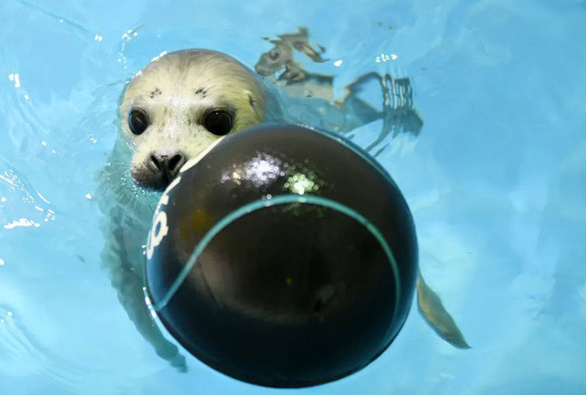 Hải cẩu con mới chào đời chơi với bóng nổi trong công viên Polarland ở thành phố Cáp Nhĩ Tân, Trung Quốc. (Nguồn Guardian)