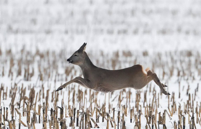 Hoẵng chạy trên cánh đồng phủ đầy tuyết ở Gorodishche, Belarus. (Nguồn Guardian)