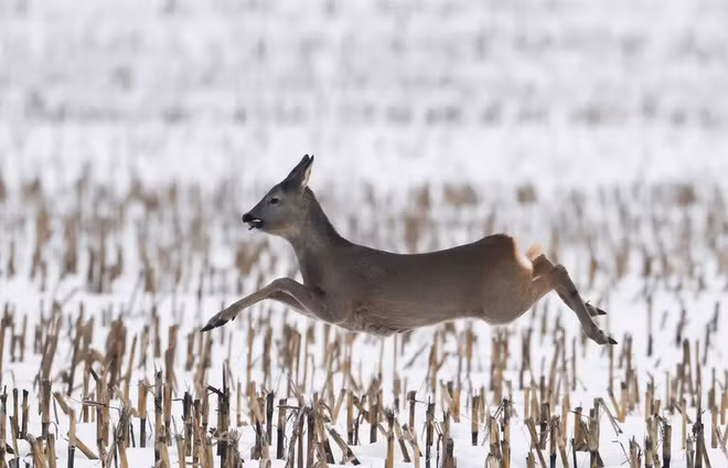 Hoẵng chạy trên cánh đồng phủ đầy tuyết ở Gorodishche, Belarus. (Nguồn Guardian)