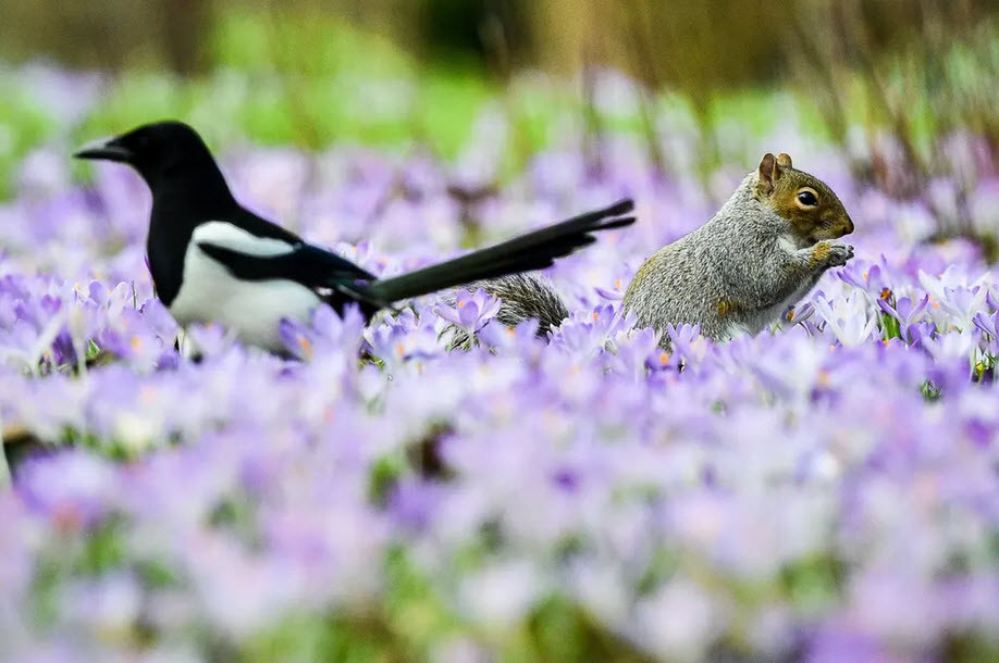 Sóc và chim ác lá đứng giữa cánh đồng hoa nghệ tây ở Bath, Anh. (Nguồn Guardian)
