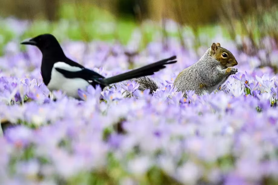 Sóc và chim ác lá đứng giữa cánh đồng hoa nghệ tây ở Bath, Anh. (Nguồn Guardian)