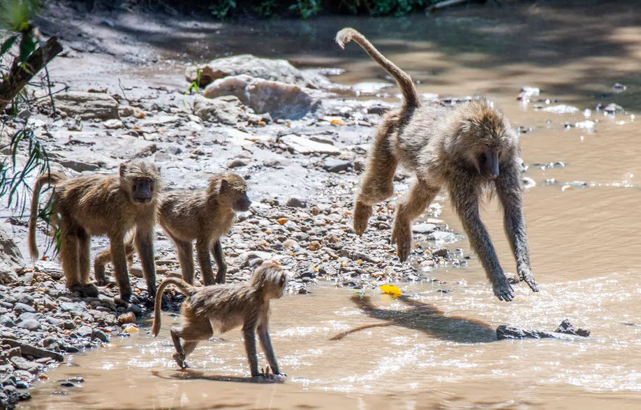 Khỉ mẹ dạy đàn con cách nhảy qua nước trên bờ sông Talek trong vườn quốc gia Masai Mara, Kenya. (Nguồn Guardian)