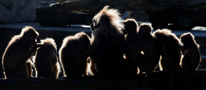 Đàn khỉ ngồi tắm nắng trong vườn thú Wilhelma ở thành phố Wilhelma, Đức. (Nguồn Guardian)