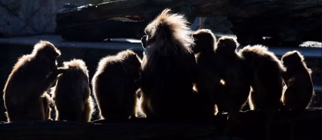 Đàn khỉ ngồi tắm nắng trong vườn thú Wilhelma ở thành phố Wilhelma, Đức. (Nguồn Guardian)