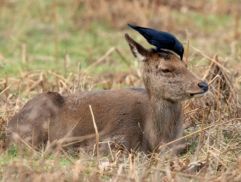 Chim tìm kiếm côn trùng trên đầu hươu trong công viên Bushy ở thành phố London, Anh. (Nguồn Guardian)