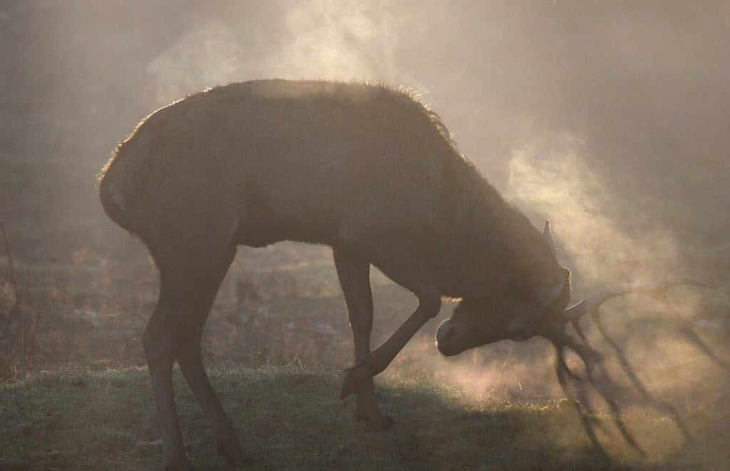  Hươu đực chuẩn bị chiến đấu với một con hươu khác lúc sáng sớm trong công viên Richmond ở London, Anh. (Nguồn Guardian)