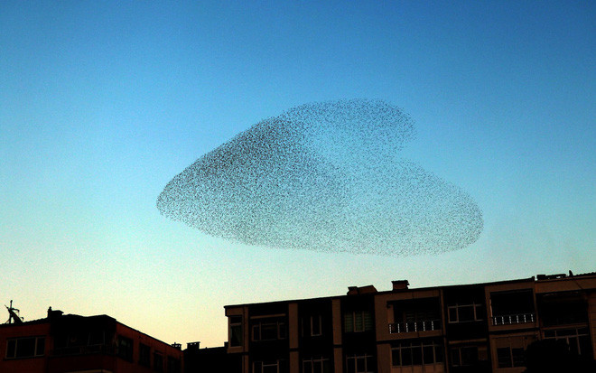 Đàn chim sáo đá bay thành hình trái tim trên bầu trời ở tỉnh Kirklareli, Thổ Nhĩ Kỳ. (Nguồn Guardian)