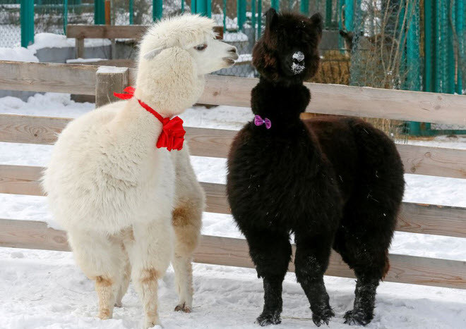 Hình ảnh động vật ấn tượng ghi cảnh cặp lạc đà Alpaca được trang điểm trong ngày lễ Tình nhân tại vườn thú Roev Ruchey ở Krasnoyarsk, Nga. (Nguồn Guardian)