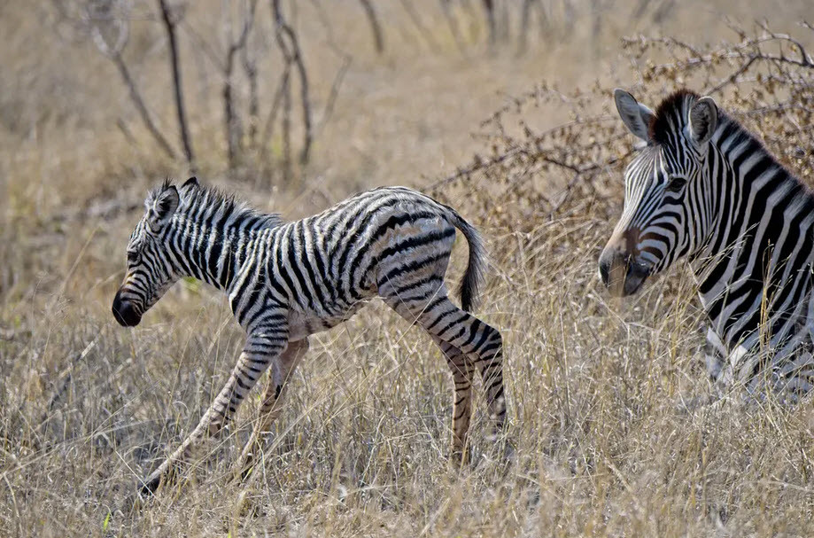 Ngựa vằn con mới chào đời tập đi cạnh mẹ của nó trong vườn quốc gia Kruger, Nam Phi. (Nguồn Guardian)