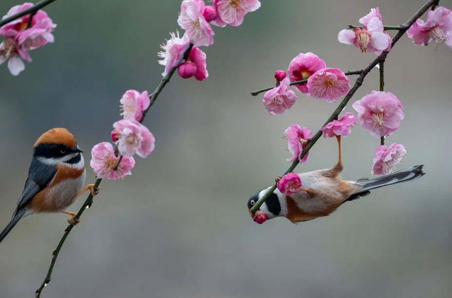 Chim sẻ cổ đèn đậu trên cành mận với hoa nở rộ tại thành phố Vô Tích, tỉnh Giang Tô, Trung Quốc. (Nguồn Guardian)