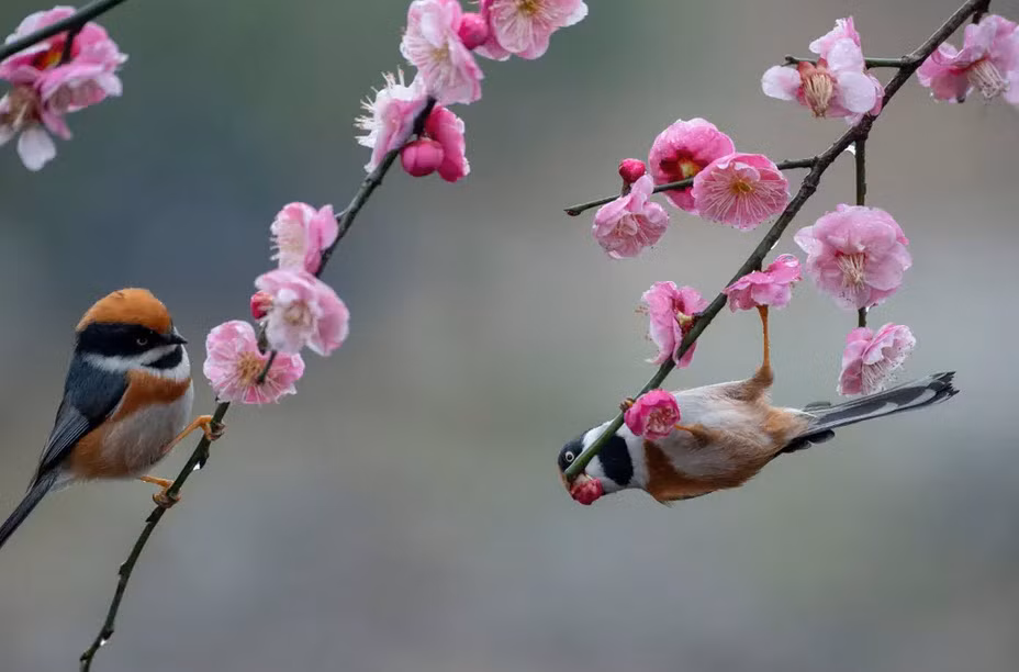 Chim sẻ cổ đèn đậu trên cành mận với hoa nở rộ tại thành phố Vô Tích, tỉnh Giang Tô, Trung Quốc. (Nguồn Guardian)