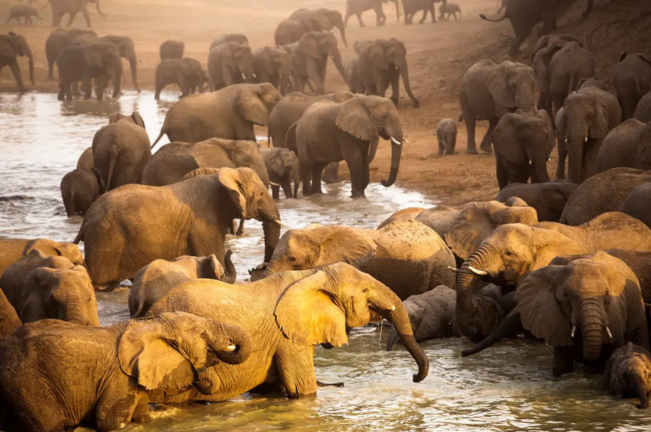 Đàn voi lớn nhất thế giới tập trung uống nước trong vườn quốc gia Zakouma ở Chad. (Nguồn Guardian)