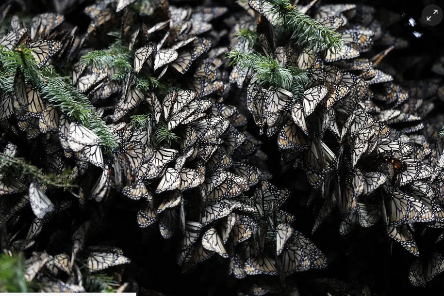 Bướm chúa đậu kín cành cây trong khu bảo tồn Amanalco de Becerra ở Mexico. (Nguồn Guardian)