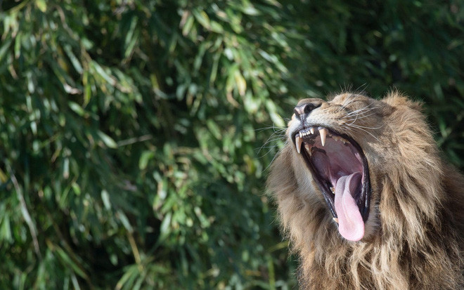Sư tử ngáp trong vườn thú Wilhelma ở thành phố Stuttgart, Đức. (Nguồn Guardian)