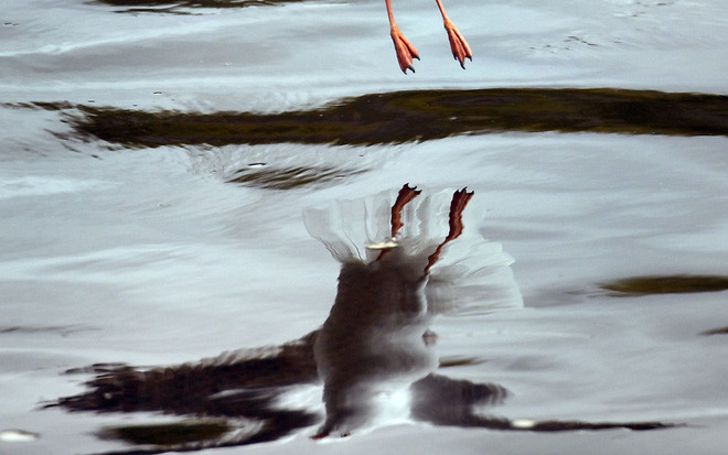 Chim mòng biển tìm kiếm thức ăn trên sông Yarra tại thành phố Melbourne, Australia. (Nguồn Guardian)