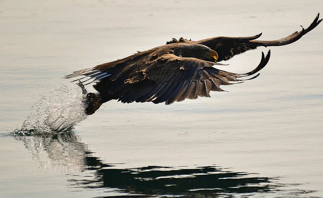 Đại bàng biển đuôi trắng bắt cá dưới vịnh Zolotoy Rog ở thành phố Vladivostok, Nga. (Nguồn Guardian)