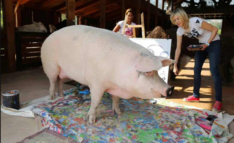 Chú lợn tên Pigcasso trổ tài vẽ tranh tại công viên động vật Farm Sanctuary ở thành phố Cape Town, Nam Phi (Nguồn Guardian)