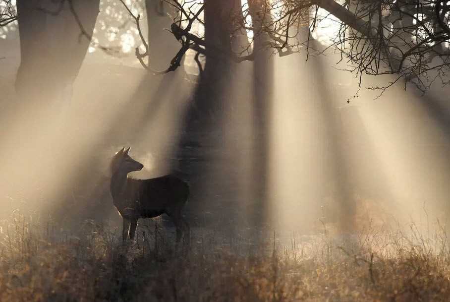 Hươu đứng dưới nắng sớm trong công viên Richmond ở thành phố London, Anh. (Nguồn Guardian)