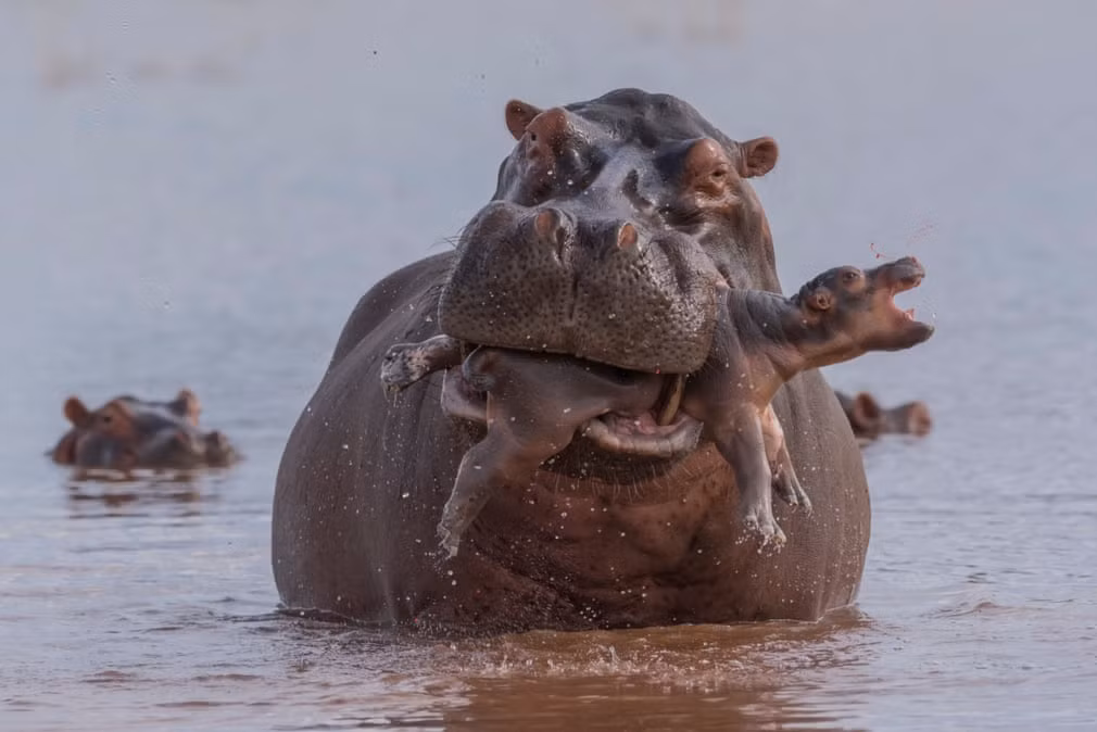 Hà mã mẹ bảo vệ con mới chào đời dưới hồ Kariba, Zimbabwe. (Nguồn Guardian)