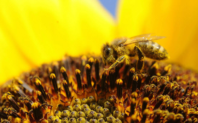 Ong hút phấn hoa hướng dương ở bang Idaho, Mỹ. (Nguồn Guardian)