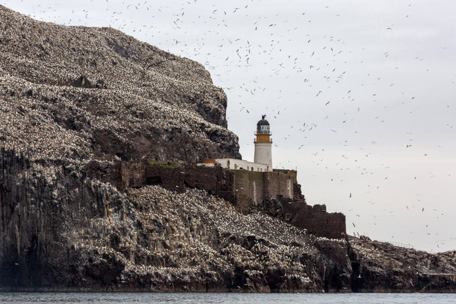 Hàng trăm con chim ó biển làm tổ quanh ngọn hải đăng Bass Rock ở Dunbar, Scotland. (Nguồn Guardian)