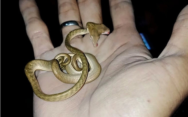 Rắn hai đầu cực hiếm nằm trên tay một người Tabanan tại hòn đảo nghỉ dưỡng Bali, Indonesia. (Nguồn Guardian)