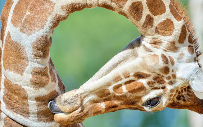 Hươu cao cổ liếm lông của nó trong vườn thú ở Copenhagen, Đan Mạch. (Nguồn Guardian)