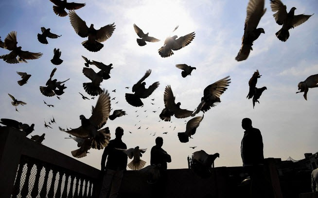 Chim bồ câu được cho ăn trên đỉnh nóc nhà một người dân ở thành phố New Delhi, Ấn Độ. (Nguồn Guardian)