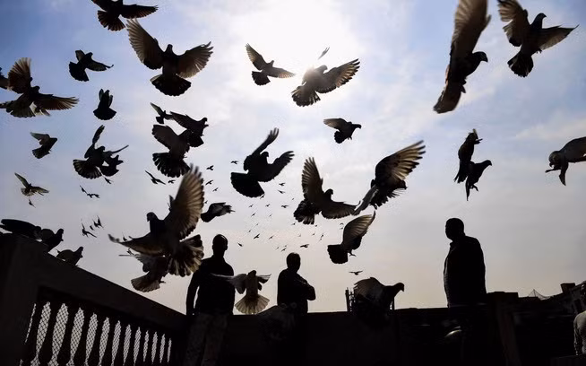 Chim bồ câu được cho ăn trên đỉnh nóc nhà một người dân ở thành phố New Delhi, Ấn Độ. (Nguồn Guardian)