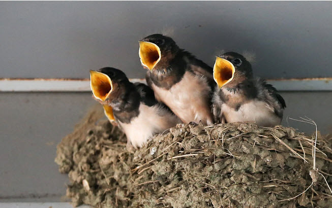 Chim én non há miệng chờ mẹ cho ăn tại đảo Russky, Nga. (Nguồn Guardian)