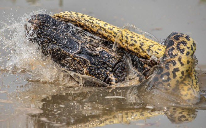 Hình ảnh động vật do nhiếp ảnh gia Kevin Dooley ghi lại cuộc quyết chiến giữa trăn khổng lồ và cá sấu dưới đầm lầy ở Pantanal, Brazil. (Nguồn Guardian)