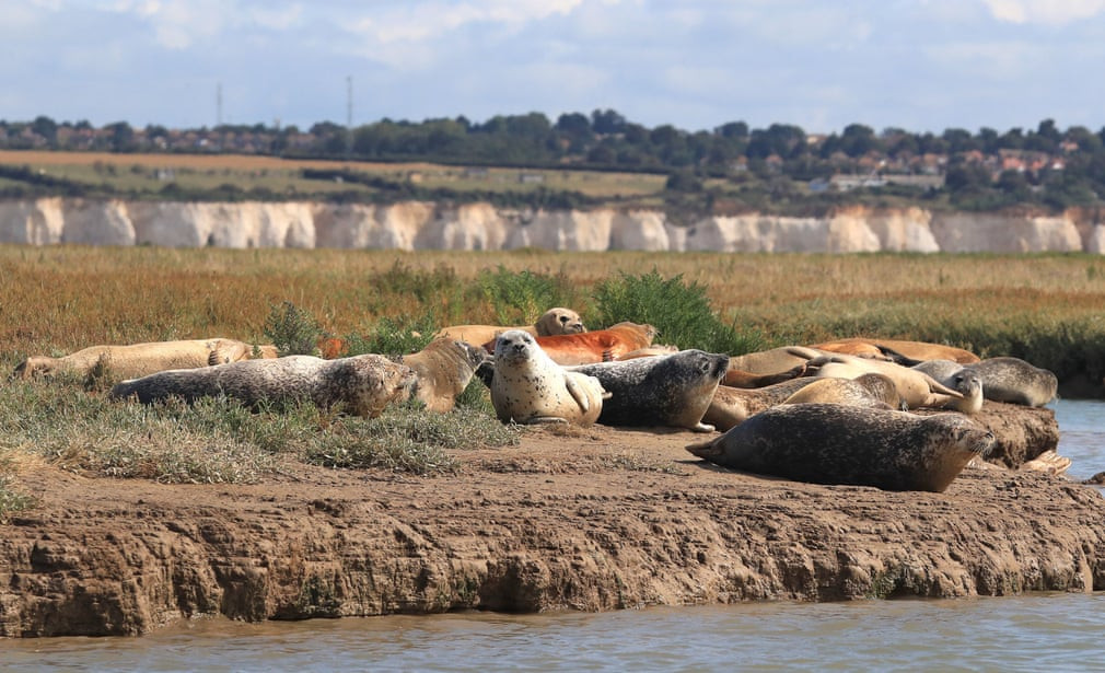 Đàn hải cẩu nằm nghỉ trên bãi bồi dưới dòng sông Thames ở Anh. (Nguồn Guardian)