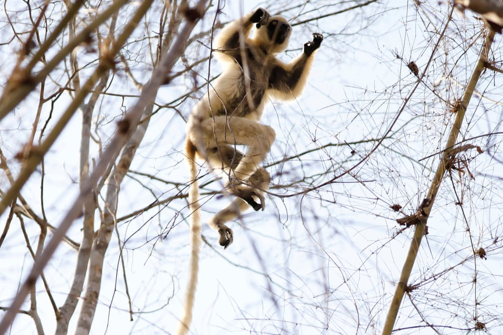  Vượn cáo nhảy trên cây trong khu rừng Kirindy gần thành phố Morondava, Madagascar. (Nguồn Guardian)