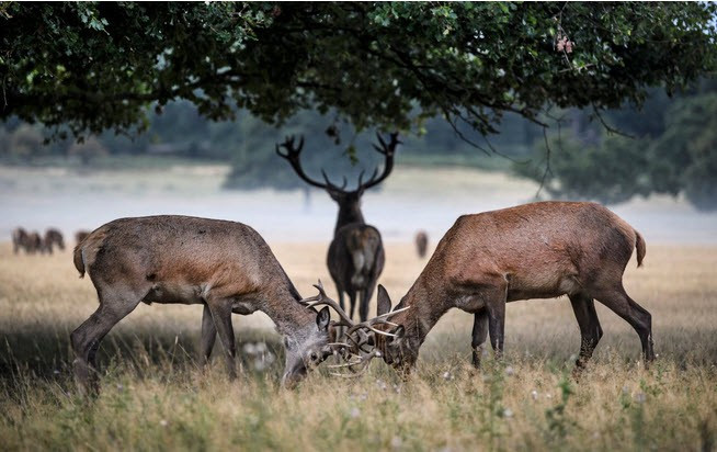 Hình ảnh động vật ấn tượng ghi cảnh hươu đực quyết chiến tranh giành quyền giao phối trong mùa sinh sản tại công viên Richmond, London, Anh. (Nguồn Guardian)