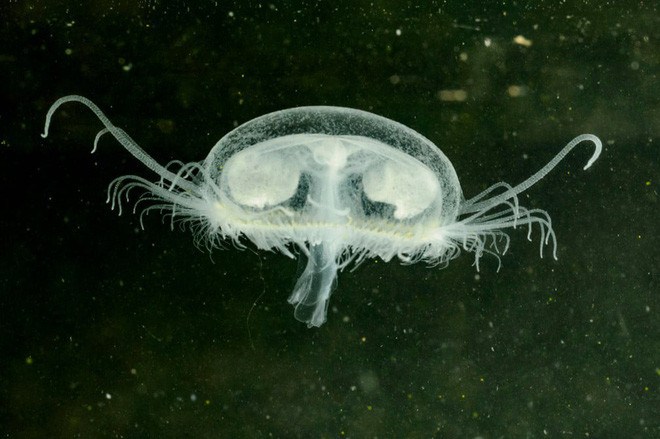 Sứa nước ngọt bơi trong hồ Kozepbanya ở Salgótarján, Hungary. (Nguồn Guardian)