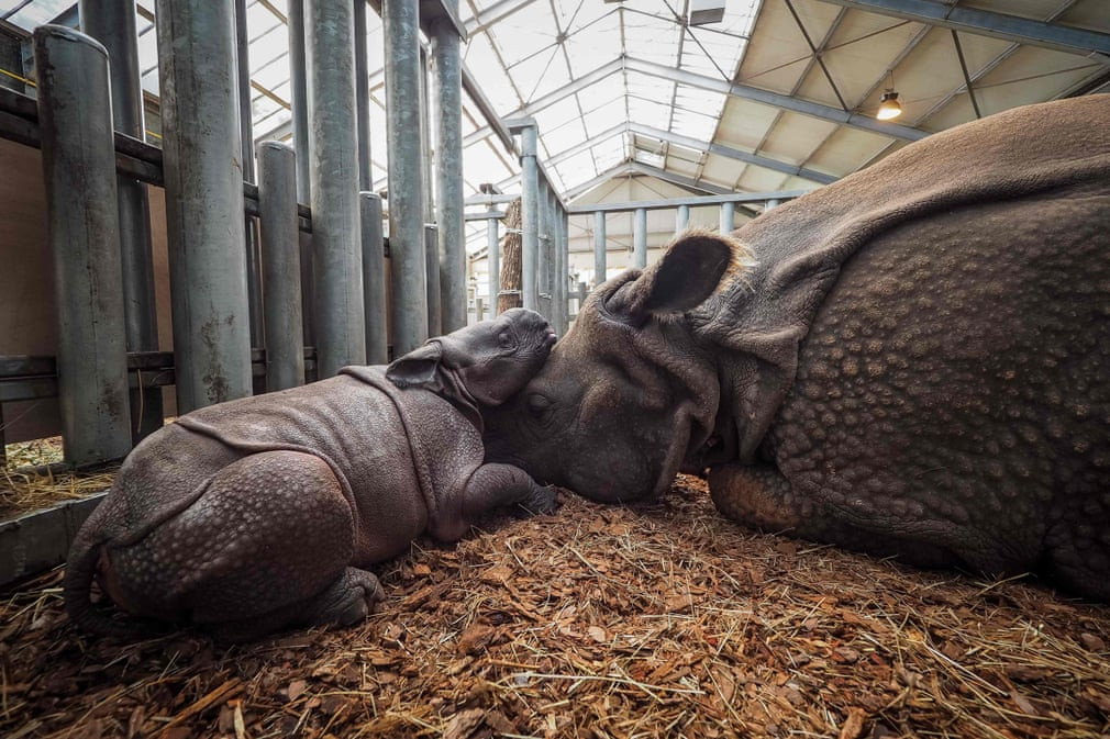 Tê giác con chơi với mẹ của nó trong vườn thú Beauval ở thành phố Saint-Aignan-sur-Cher, Pháp. (Nguồn Guardian)