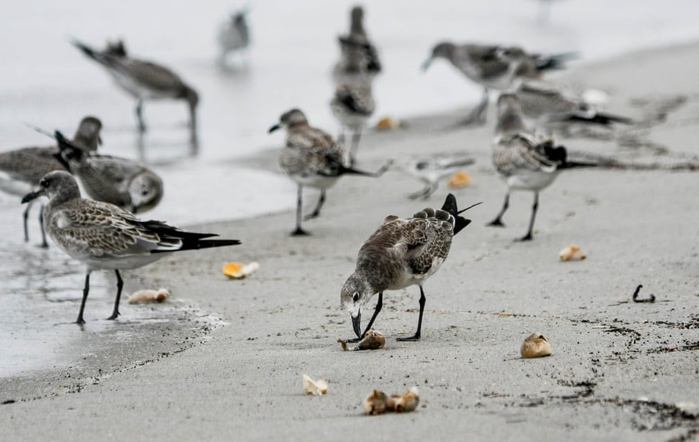 Chim ăn trứng rùa vỡ trên bãi biển ở Melbourne Beach, bang Florida, Mỹ. (Nguồn Guardian)
