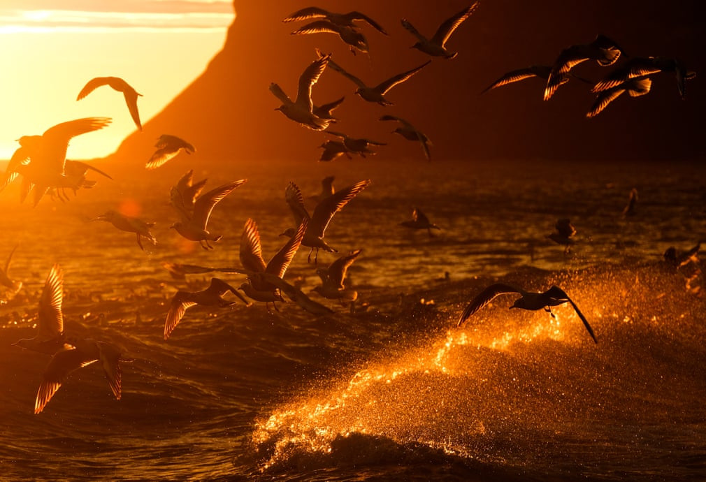 Đàn chim bay trên mặt biển lúc bình minh ở North Yorkshire, Anh. (Nguồn Guardian)