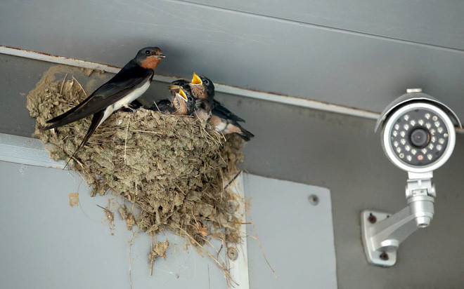 Chim én cho con ăn trên tổ của chúng gần chiếc camera giám sát tại đại học Viễn Đông ở Vladivostok, Nga. (Nguồn Guardian)