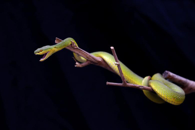 Hình ảnh động vật ấn tượng ghi cảnh rắn lục đuôi đỏ được trưng bày tại một trạm cứu hỏa ở thành phố Bangkok, Thái Lan. (Nguồn Guardian)