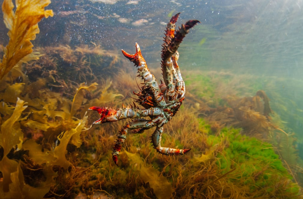 Cua hoàng đế bơi dưới biển Okhotsk ở ngoài khơi Khabarovsk, Nga. (Nguồn Guardian)