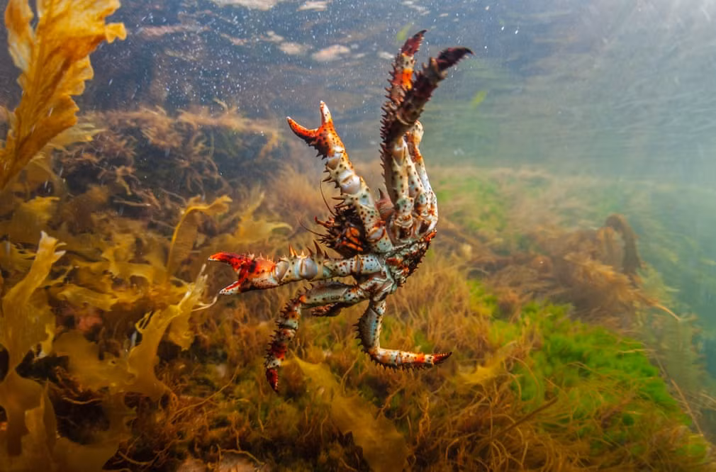 Cua hoàng đế bơi dưới biển Okhotsk ở ngoài khơi Khabarovsk, Nga. (Nguồn Guardian)